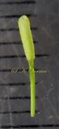  Pistil-Style and stigma